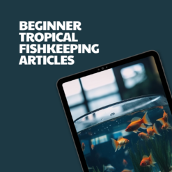 Beginner Tropical Fishkeeping – 8 Pre-Written Articles