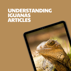 Understanding Iguanas – 12 Pre-Written Articles