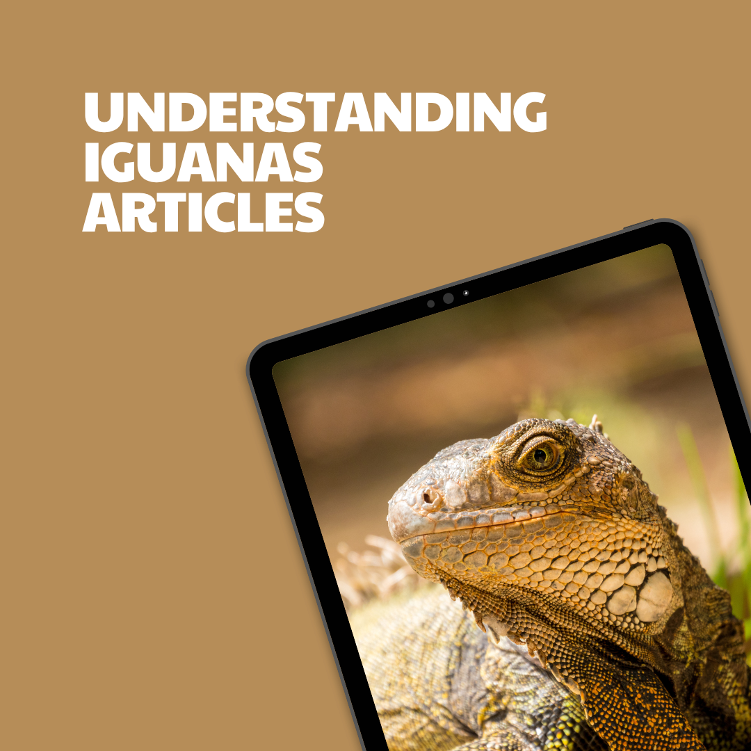Understanding Iguanas – 12 Pre-Written Articles